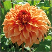Dahlia Decorative Large Flowered: Dahlia 'Hercules'