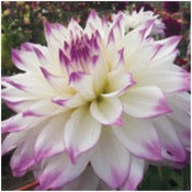 Dahlia Decorative Large Flowered: Dahlia 'Ferncliff Illusion'