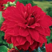Dahlia 'Babylon Red'