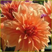 Dahlia 'Babylon Bronze'