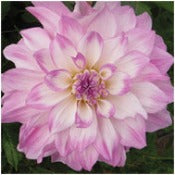 Dahlia Decorative Large Flowered: Dahlia 'Mikayla Miranda'