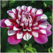 Dahlia Decorative Medium Flowered: Dahlia 'Patches'