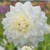 Dahlia Decorative Medium Flowered: Dahlia 'Lady Nathalie'