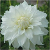 Dahlia Decorative Medium Flowered: Dahlia 'Lady Liberty'