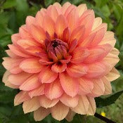 Dahlia Decorative Medium Flowered: Dahlia 'Dr. P.H. Riedell'