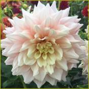 Dahlia 'Break Out'