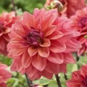 Dahlia 'American Dawn'