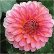 Dahlia Decorative Small Flowered: Dahlia 'Pink Runner'