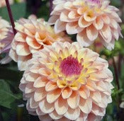 Dahlia 'Princess Elisabeth'