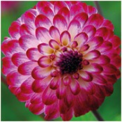 Dahlia Decorative Small Flowered: Dahlia 'Romantica'