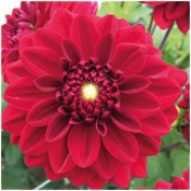 Dahlia 'Red Runner'