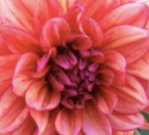 Dahlia Decorative Small Flowered: Dahlia 'Molly Raven'