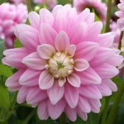 Dahlia Decorative Small Flowered: Dahlia 'Offshore Dream'