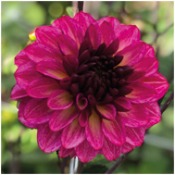 Dahlia Decorative Small Flowered: Dahlia 'Muchacha'