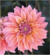 Dahlia Decorative Small Flowered: Dahlia 'Kick Off'