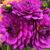 Dahlia 'Karma Lagoon'