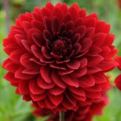 Dahlia 'Karma Amora'