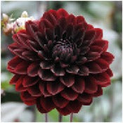 Dahlia 'Karma Choc'