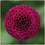 Dahlia 'Rocco'