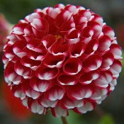 Dahlia Pompom: Dahlia 'Little William'
