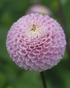 Dahlia Pompom: Dahlia 'Maaike'