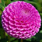 Dahlia Pompom: Dahlia 'Lipoma'