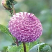 Dahlia 'Frank Holmes'