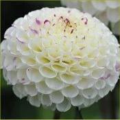 Dahlia 'Small World'