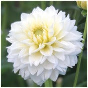 Dahlia 'Polar Ice'