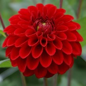 Dahlia Ball Flowered: Dahlia 'Red Fox'