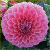 Dahlia 'Nathalie G'