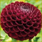 Dahlia Ball Flowered: Dahlia 'Natal'