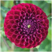 Dahlia Ball Flowered: Dahlia 'Ivanetti'