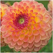 Dahlia 'Lakeland Autumn'