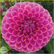 Dahlia Ball Flowered: Dahlia 'Isabel'