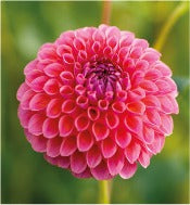 Dahlia 'Hapet Coppery'