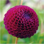 Dahlia 'Downham Royal'