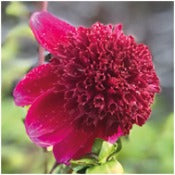 Dahlia 'Rockstar'
