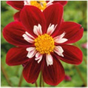 Dahlia Single: Dahlia 'Mary Evelyn'