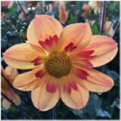 Dahlia Single: Dahlia 'Kelsie Annie Joy'