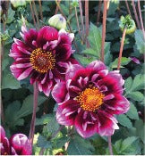 Dahlia 'Liquid Desire'