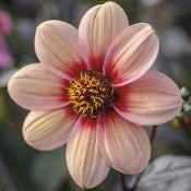 Dahlia Single: Dahlia 'Happy Single Kiss'