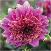 Dahlia 'Mambo'