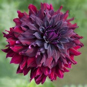 Dahlia Cactus: Dahlia 'Rip City'