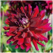 Dahlia Cactus: Dahlia 'Ripples'