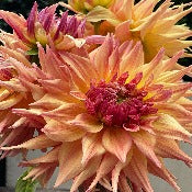 Dahlia Cactus: Dahlia 'Penhill Autumn Shade'