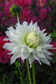Dahlia 'Klondike'