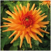 Dahlia 'Ludwig Helfert'