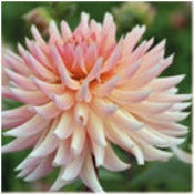 Dahlia Cactus: Dahlia 'Henriette'