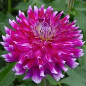 Dahlia Cactus: Dahlia 'Glamour Girl'